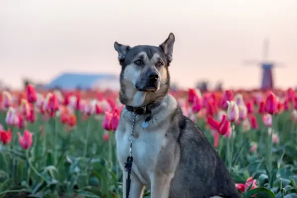 Kunming ulvehund sidder i en tulipanmark