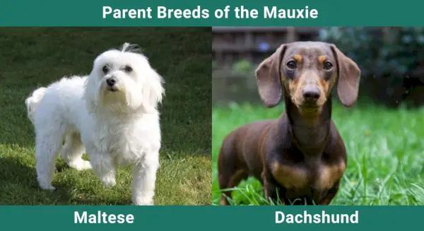 Vanhemmat_rodut_Mauxie