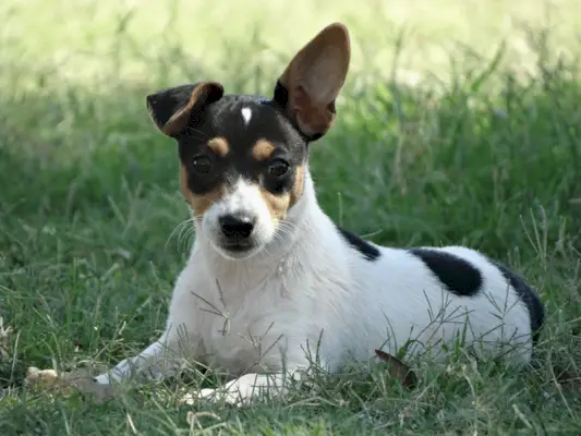 Mini fox terrier blanc i negre