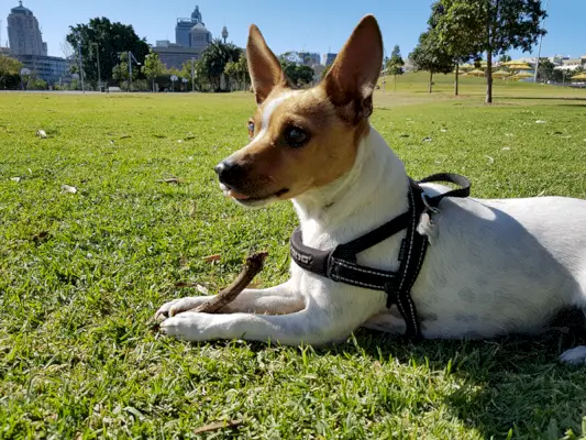 Fox Terrier miniatura estirat sobre herba verda
