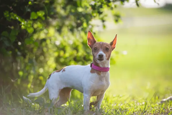 Toy Fox Terrier de peu en un camp herbat