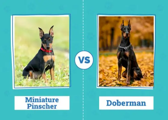 Miniatúrny pinč vs doberman: kľúčové rozdiely (s obrázkami)