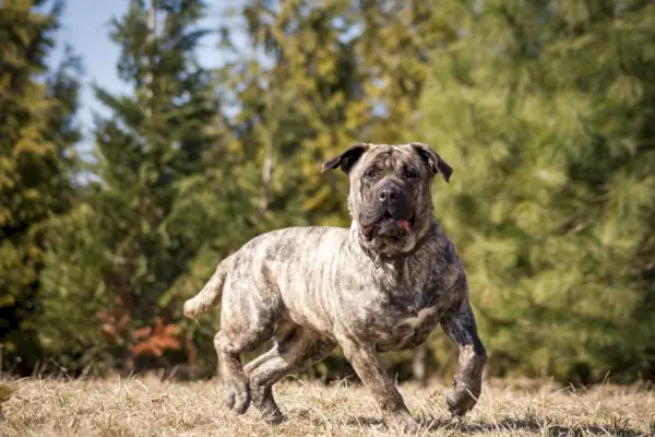 Presa Canario בפארק יפהפה בחוץ