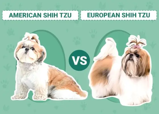 Amerikansk vs europæisk Shih Tzu: Hvilken skal jeg vælge?
