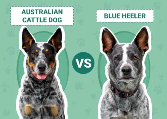 Australijski pies pasterski vs Blue Heeler: kluczowe różnice (ze zdjęciami)