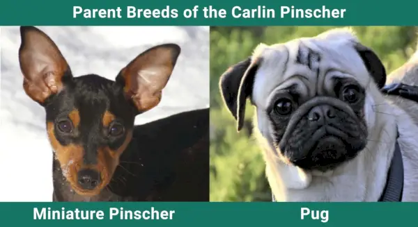 Rase_părinți_Carlin Pinscher