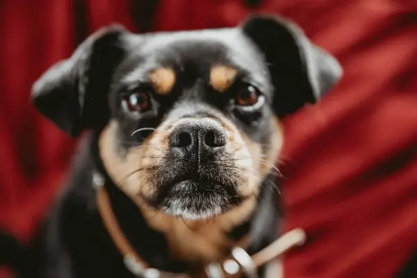 Carlin Pinscher (Miniature Pinscher & Pug Mix): Fotografii, informații, îngrijire și multe altele!
