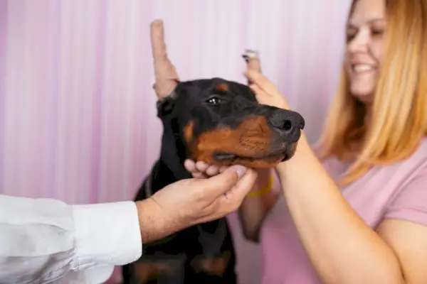 šteňa dobermana dostáva veterinárne ošetrenie