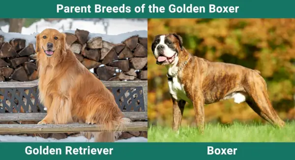 Parent_breeds_Golden Boxer