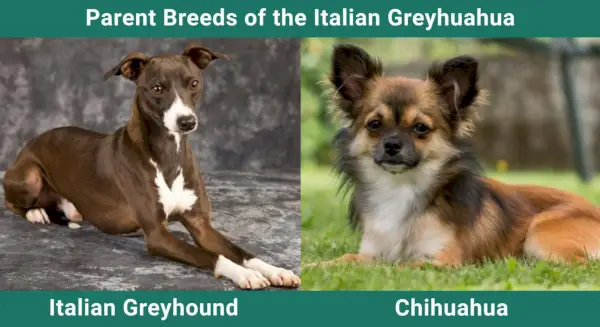 Parent_breeds_Italian-Greyhuahua-scale