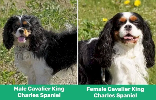 samiec vs samica Cavalier King Charles Spaniel
