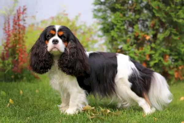 suczka rasy cavalier charles king spaniel