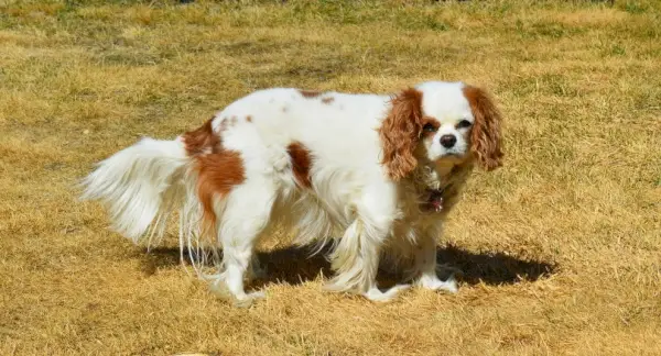 Cavalier King Charles Spaniel_ErikaWittlieb_Pixabay