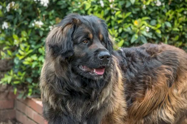 Leonberger med foliebagtæppe