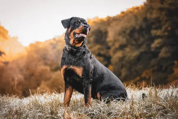 rottweiler hund sidder på græsset udendørs