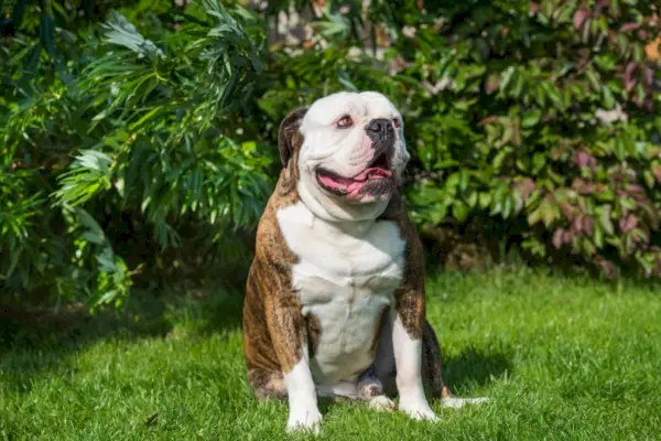 brindle amerikansk bulldog