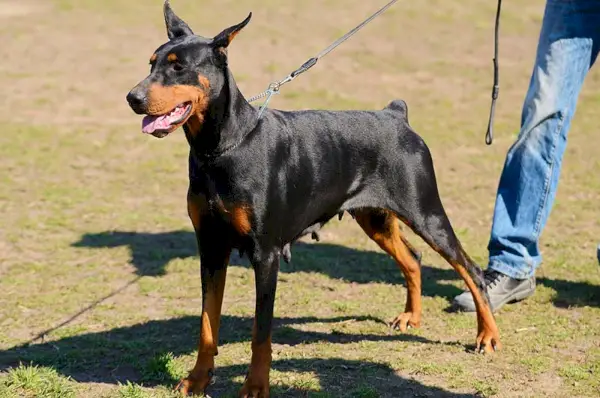 doberman pinscher hund med ejer udendørs