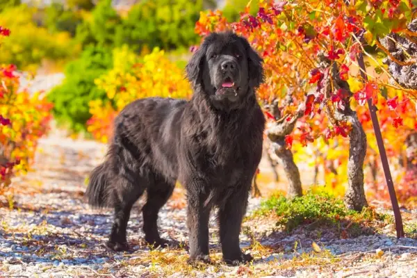 Newfoundland hund