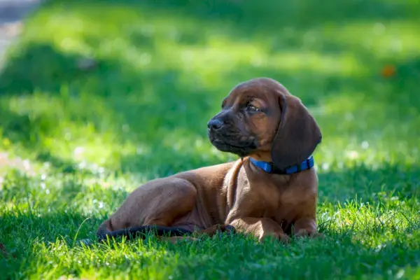 štěně bavorského honiče v trávě venku