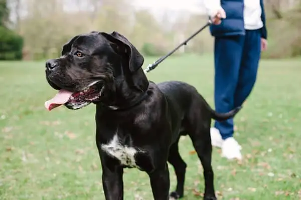 Cane Corso kutya: fajtainformáció, képek, tulajdonságok és gondozás