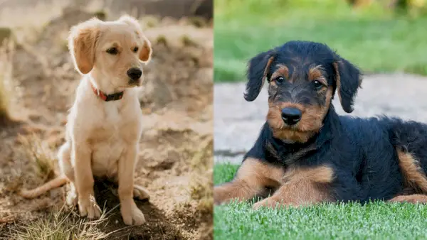 A Goldendale Mix szülőfajtái - kölyökkutya változat