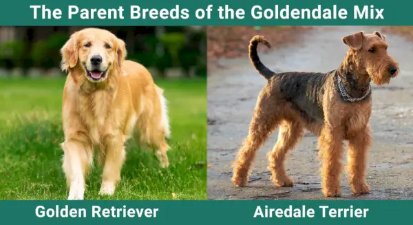 A Goldendale szülőfajtái