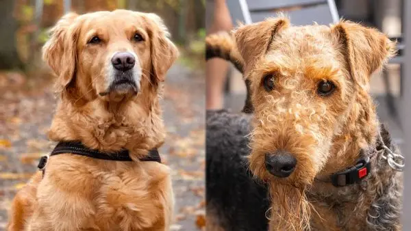 Goldendale (Airedale & Golden Retriever keverék): Képek, információ, gondozás és egyebek