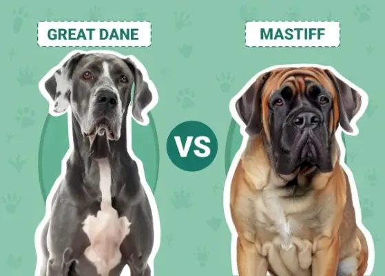 Duitse Dog versus Mastiff: wat is het verschil? (Met foto's)