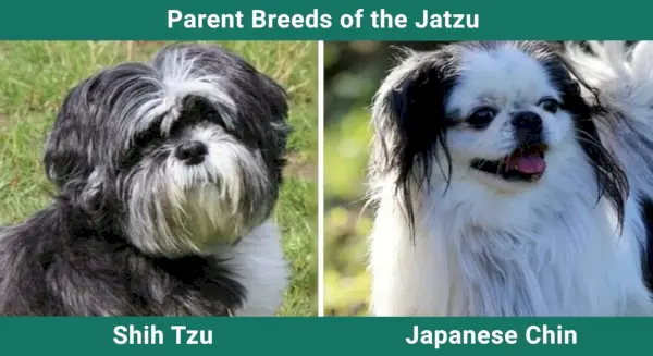 Parent_breeds_Jatzu