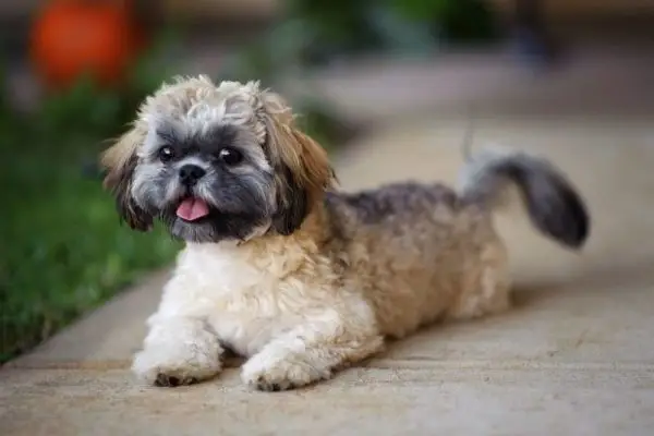 Raça de gossos Jatzu (Shih Tzu i barbeta japonesa): imatges, informació, cura i més