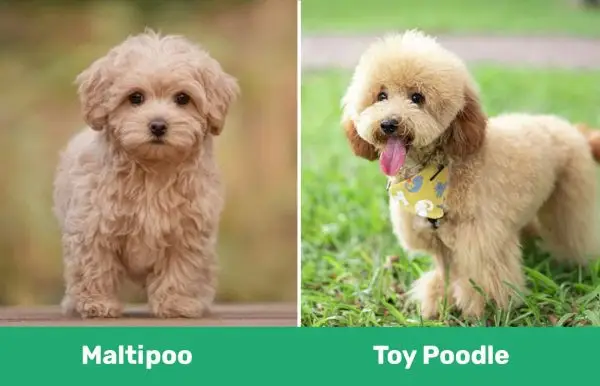 Maltipoo vs rotaļu pūdelis: atšķirības (ar attēliem)