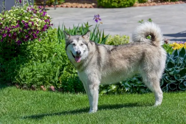 сибирски хаски стоји на трави