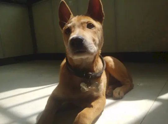 Кинески домаћи пас