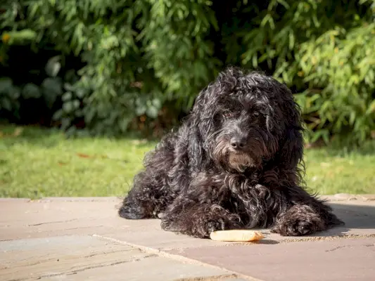 Crno štene kakapoa leži u vrtu u sunčano jutro sa žvakaćim mesom između sebe