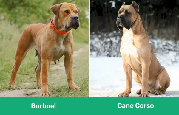 Borboel vs Cane Corso ramię w ramię