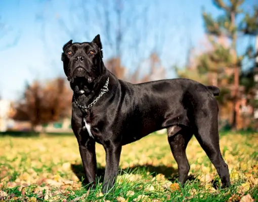 czarny pies cane corso stojący w parku
