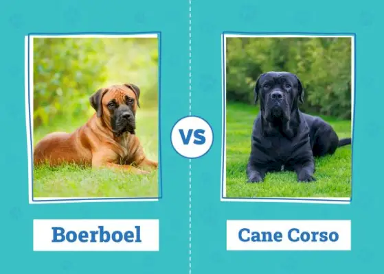 Boerboel vs Cane Corso: Hovedforskjeller (med bilder)