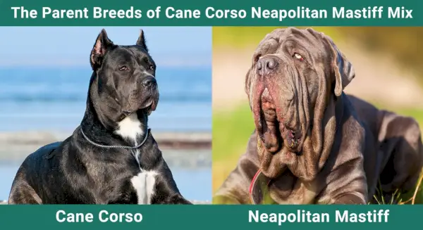 Rasele părinte de Cane Corso Napolitan Mastiff Mix