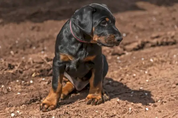 dobermana kucēns, kas skatās uz sāniem