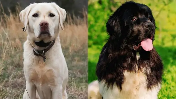 연구실 뉴피 믹스의 부모 품종