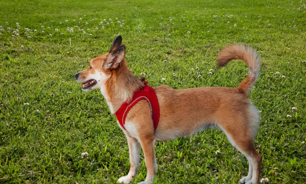 giovane cane norvegese Lundehund