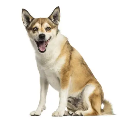 Norsk Lundehund: Info, bilder, egenskaper och vård