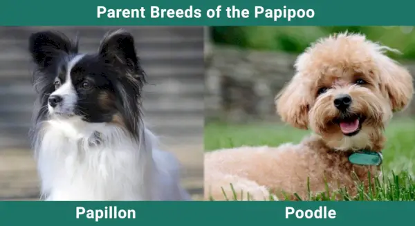 Roditelj_pasmine_Papipoo