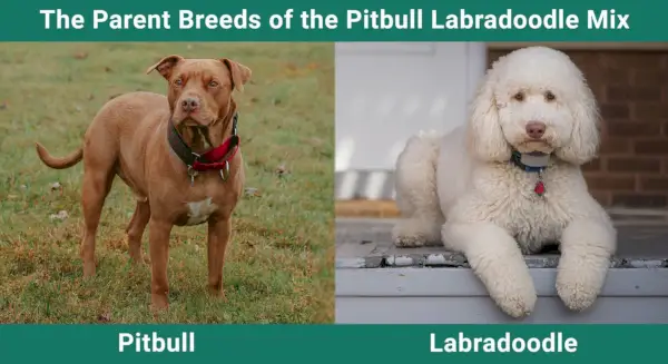 Les races pares de la barreja Pitbull Labradoodle