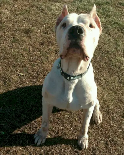 שנאוצר מיניאטורי בדשא