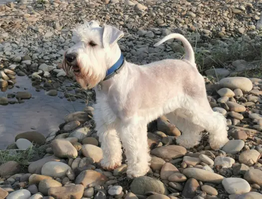 שנאוצר מיניאטורי לבן חיצוני