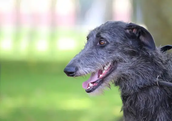 Schotse Deerhound Staghound buitenprofiel