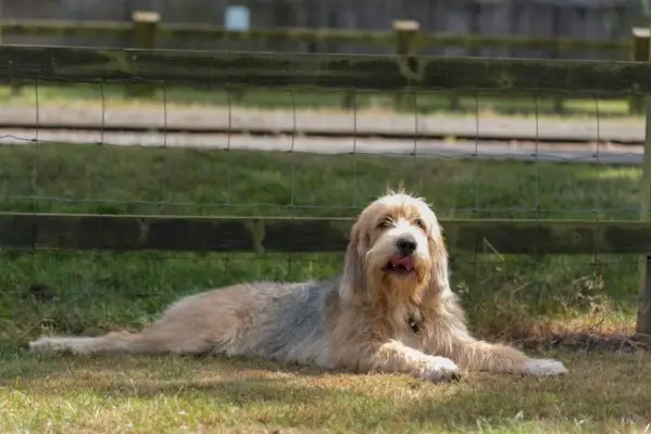 Otterhound_Shutterstock_Lourdes Fotografie