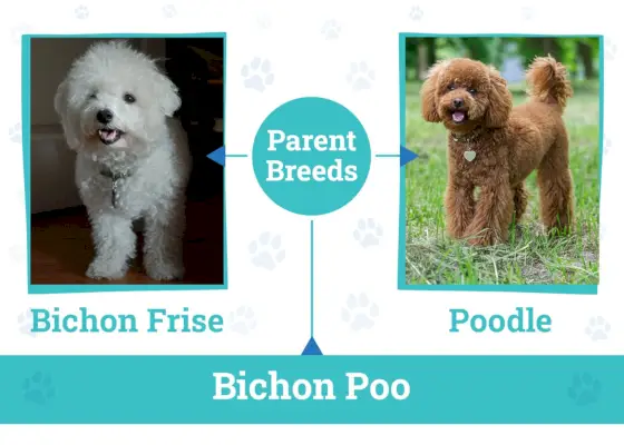 Races pares del Bichon Poo