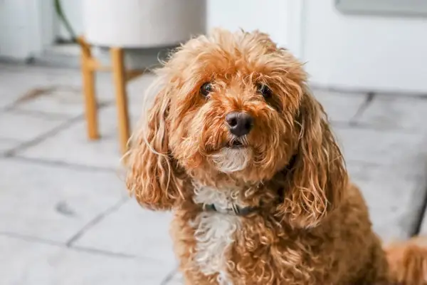 gos de caca bichon vermell